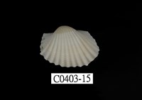 藏品(血蚶)的圖片
